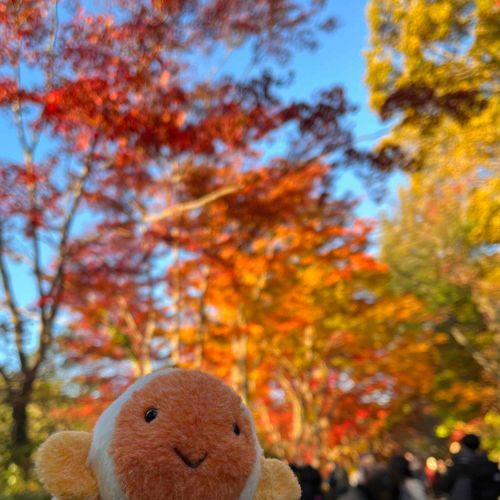 きれいな紅葉はっけん🍁