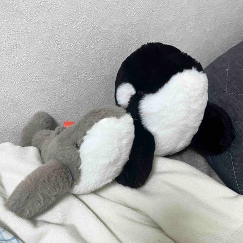 しゃたろー＆ざとさん( ⸝⸝ᵕᴗᵕ⸝⸝)