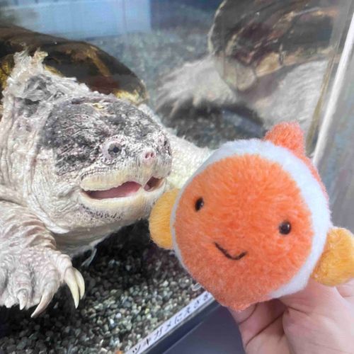 カメさんと、にこにこ！