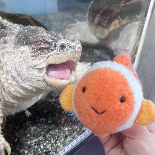 おくちあけてるカメさん☺️