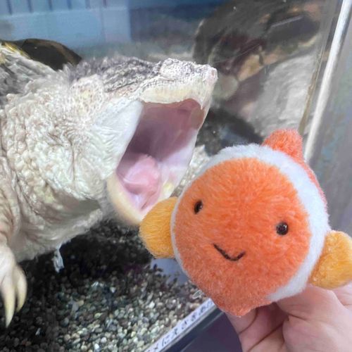 カメさん！？