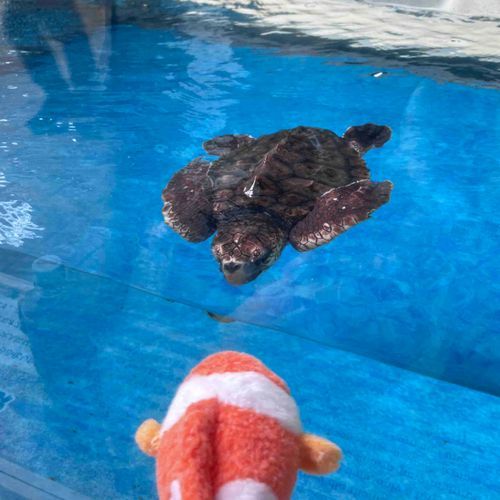 ととまるはかめさんに人気があります𓆉🐢
