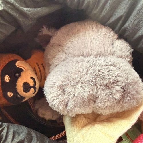 今日は友達もいるよ、かぶちょる