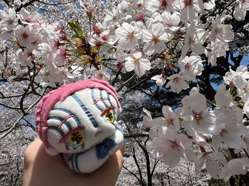 おひさちぶりの〜！おはなみおでけけ、ちてきたの😄🌸　おにい