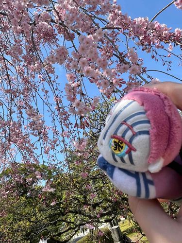 おはなみﾊﾟﾁｬ、その2!ｼﾀﾞﾚ~の、さくらなのょ😄ｷﾚ~🌸　したおとと