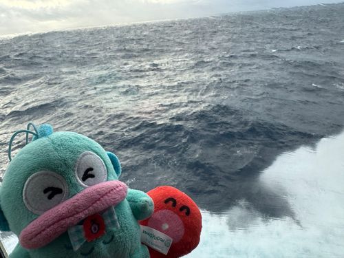 昨日の夜からお人間さんたちは新婚旅行だよ❣️
お船に乗ってるの！結構揺れたよ🫨