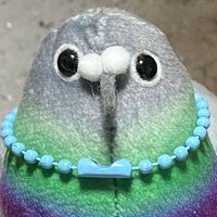 ハポック