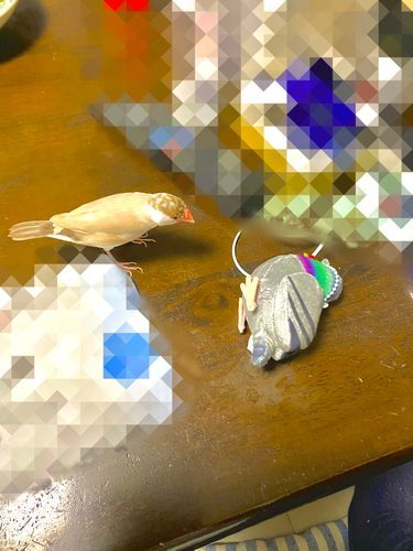 ﾎﾟｫｰｰｰｰｰｰｳ‼️ﾌﾞﾝﾁｮｽに乱暴されたっﾎﾟｩ‼️‼️ちょっとポゥよりちいちゃくてふわふわであったかくて可愛いからって許さないっﾎﾟｩ‼️ｼｯｼｯｼｯ‼️(ｼｬﾄﾞｰﾎﾟｸｼﾝｸﾞ)