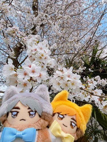 さくらみにきたで〜！