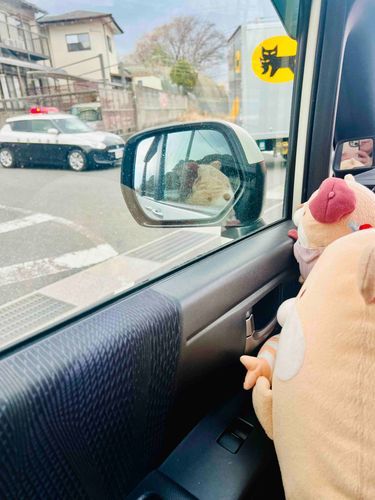 コストコっていうおっきなたべものうってるおみせやさんにいきました❗️そのかえりにパトカーを２だいみました❗️
とおりすぎるまでずーっとみれましたでしゅ♡かっこよかったでしゅ♡