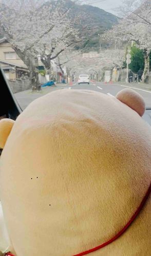 さくらまんかいはもう少しでしゅね🌸