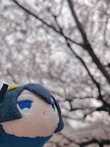 やあ　さくらのはなだ　もうはるになる、か…