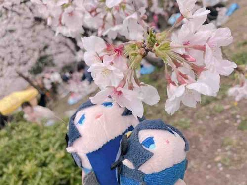 やあ　はなびえ　だな