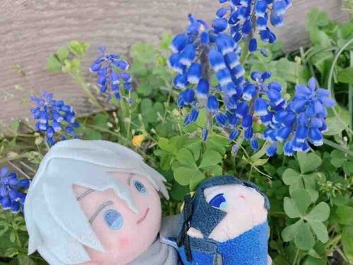 ほんかどの　これは　むすかり　のはなだ　きれいだなあ