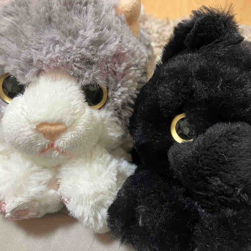 もんちゃんとダリちゃん
今日も可愛すぎる
多分明日もかわいい