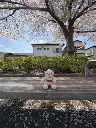 お花見したよ〜〜プププ