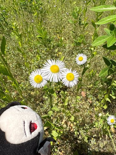 はじめて　みる　おはな　だ〜！