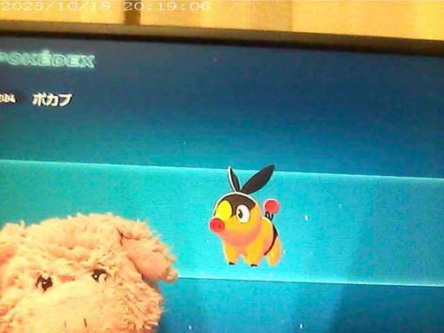 ぽかぶぅちゃんとぶぅだぶぅ！！