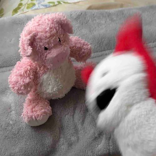ちゃちゃんのおばあちゃんちにいたノンノンくん、テンションがすごく高かったぶぅ