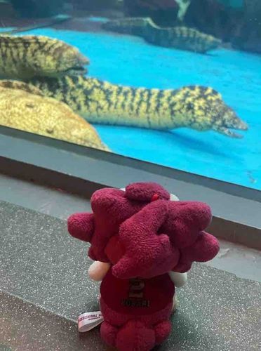 うつぼだ...🐠🦭