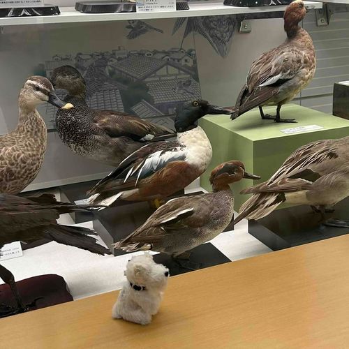 🦆🐕