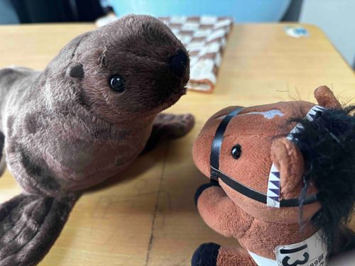 おどうの新しいお友達！
一緒に泳いでおいで