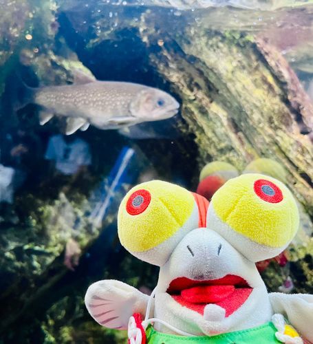 きょうは　すいぞくかん　に　きたよ！おさかなの　おともやち　いっぱい！たのしすぎる〜！！✨🐟✨