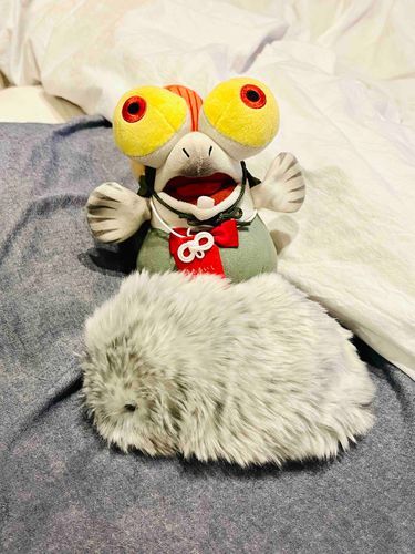 きょうは　すてきな　おともやちが
きたよ！　なまえは　ﾊｯﾁﾝ！
これから　よろしくね！