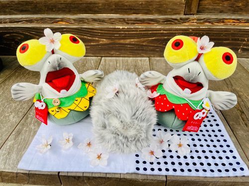 ひだりから、2ごと、ﾊｯﾁﾝと、ぼく！
おはなみ　たのしかたよ🌸
ぽかぽか　いいね！