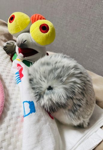 ﾊｯﾁﾝ と　ぼく！
かいぬしの　さぎょうを　みまもるのが　おしごと！