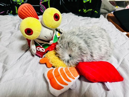 ﾊｯﾁﾝ！きょうは　どの　およふく　する？　えびふらい　する！？