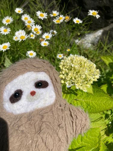 アジサイのつぼみかわいいね(*´꒳`*)
