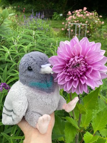 ポッポちゃんきれいなお花さんだね