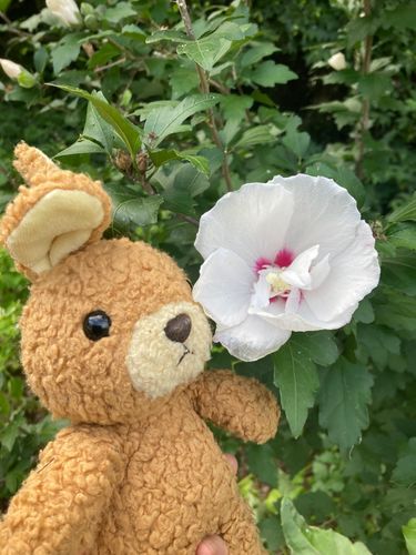 今日は日差しが気持ち良くてキレイなお花さん咲いてたよ