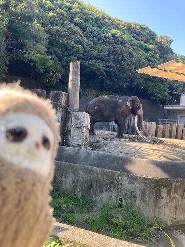 ゾウさんおっきいね