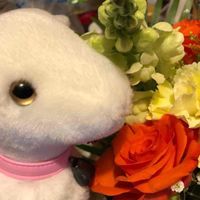 ツツジとおともだち