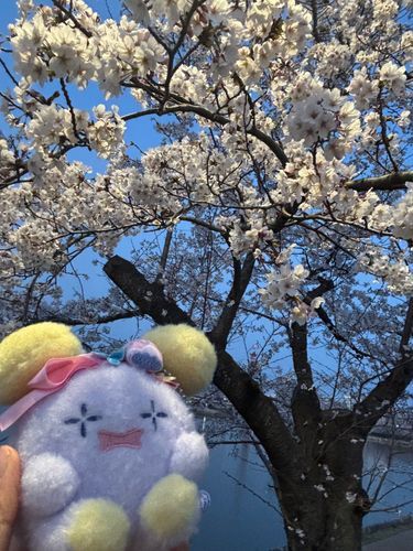 あったかいねー
桜も満開🌸