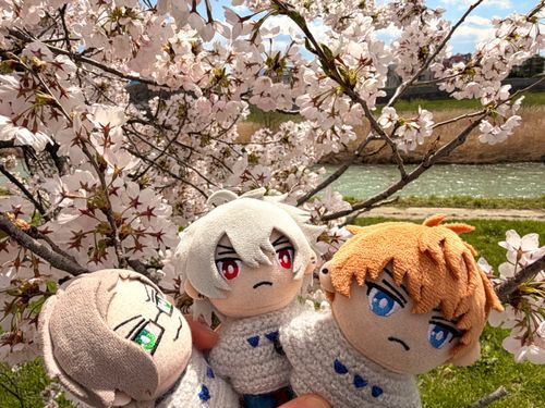 近くで桜が咲いたので３人でお花見に…☺️