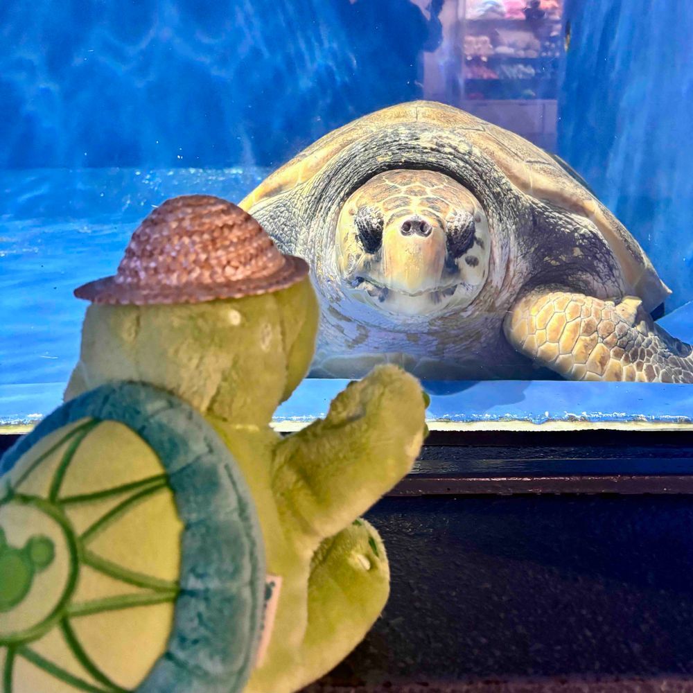 のっけ丼のあとは、あさむしすいぞくかんへゴー🐢💨
はいったしゅんかんにおっきいカメさんがおでむかえしてくれたよ❣️
ぼくのはなしをめをみてうんうんってきいてくれたんだ💓やさしいカメさんだったなぁ💭