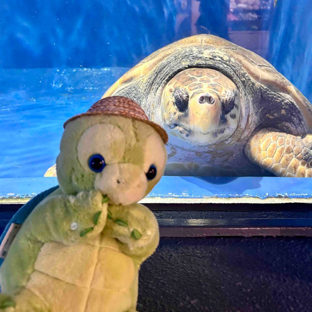 のっけ丼のあとは、あさむしすいぞくかんへゴー🐢💨
はいったしゅんかんにおっきいカメさんがおでむかえしてくれたよ❣️
ぼくのはなしをめをみてうんうんってきいてくれたんだ💓やさしいカメさんだったなぁ💭