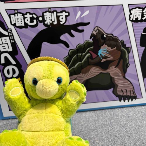 ぼくはかんだりさしたりしないよ〜🐢💕
すいぞくかんのSDGs？をしょうかいするコーナーにこわいカメさんがかかれてたよ〜💦