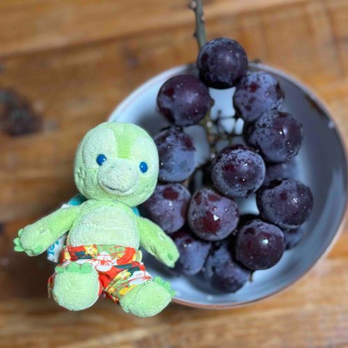 ぼく、21つぶめのナガノパープルじゃないよ〜🍇