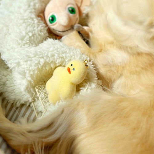 もふもふと日向ぼっこ(•ө•)☀️ぴ