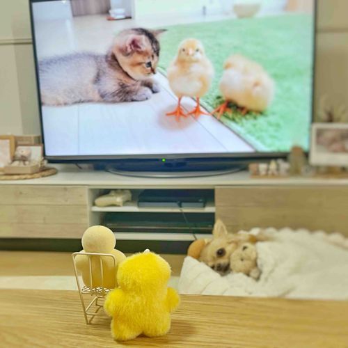 テレビ鑑賞📺♩

可愛いの渋滞🐥⸒⸒🐥⸒⸒🐶🐈🐣