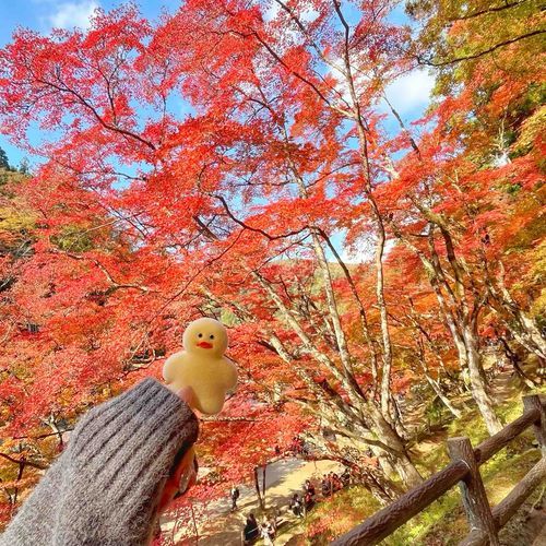 紅葉〜🐥🍁