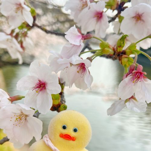 みんなみんな今年度お疲れさまだよ🐥🌸*°
春からも平和で幸せいっぱいな毎日になりますように🙂‍↕️♡
