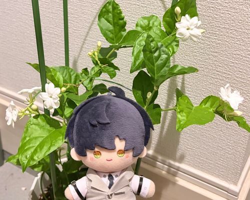 7月1日
この日もジャスミンがたくさん咲いていた。ジャスミンの香りはリラックスできるな。