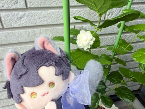7月4日
八重咲きのジャスミンが綺麗に咲いていた。