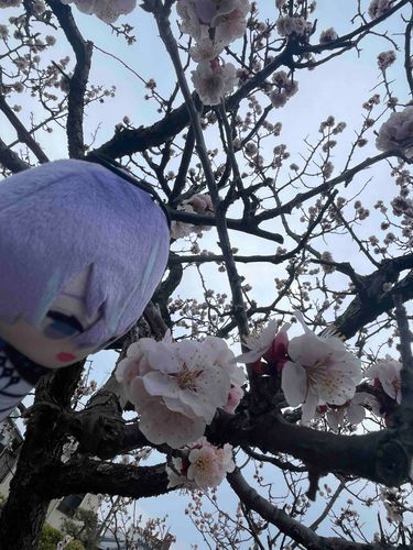 るべち、さくらだよ
(足利の山姥切展に行ったのですがとうらぶのいのちがいなかったため代打です)
(とうらぶのいのちは6月頃にとどくかな....またいのちが増えます...)
(整理整頓、頑張れよ自分)