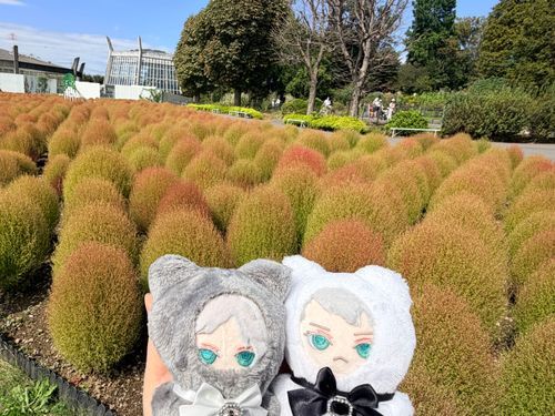 コキアだぜ🌹